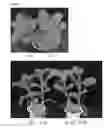 Fig. 14 - Transgenic plants expressing a pH-sensitive nitrate transporter