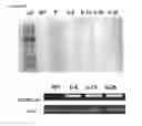 Fig. 15 - Transgenic plants expressing a pH-sensitive nitrate transporter