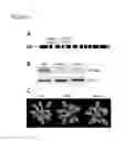 Fig. 12 - Plants Having Enhanced Pathogen Resistance and Methods of Modulating Pathogen Resistance in Plants
