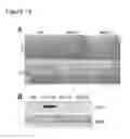 Fig. 14 - Plants Having Enhanced Pathogen Resistance and Methods of Modulating Pathogen Resistance in Plants