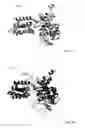 Fig. 03 - Protein with recombinase activity for site-specific DNA-recombination