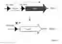Fig. 06 - Protein with recombinase activity for site-specific DNA-recombination
