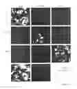 Fig. 09 - Protein with recombinase activity for site-specific DNA-recombination