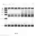 Fig. 09 - ENRICHING A SAMPLE OF CIRCULATING CELL-FREE NUCLEIC ACIDS