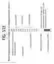 Fig. 61 - Methods for sequencing nucleic acids