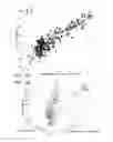 Fig. 15 - MiRNA expression signature in the classification of thyroid tumors