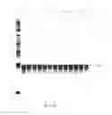 Fig. 03 - METHOD FOR DETECTION OF HUMAN PAPILLOMAVIRUS