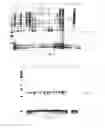 Fig. 05 - METHOD FOR DETECTION OF HUMAN PAPILLOMAVIRUS