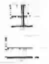 Fig. 06 - METHOD FOR DETECTION OF HUMAN PAPILLOMAVIRUS