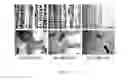 Fig. 07 - HIGHLY PROCESSABLE SINGLE CRYSTAL NICKEL ALLOYS