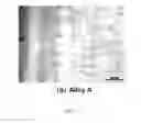 Fig. 08 - HIGHLY PROCESSABLE SINGLE CRYSTAL NICKEL ALLOYS