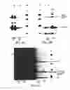 Fig. 07 - Protein labeling with cyanobenzothiazole conjugates