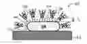 Fig. 01 - LOCALIZED SURFACE PLASMON RESONANCE SENSING OF HUMAN PERFORMANCE BIOMARKERS USING SHORT PEPTIDE RECOGNITION ELEMENTS ON OPTICALLY ACTIVE METAL NANOSTRUCTURES