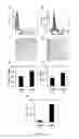 Fig. 06 - Cell-surface marker of early MSC aging