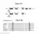 Fig. 06 - METHOD OF TREATING AND REDUCING THE RISK OF ACUTE MYELOGENOUS LEUKEMIA