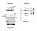 Fig. 07 - METHOD OF TREATING AND REDUCING THE RISK OF ACUTE MYELOGENOUS LEUKEMIA