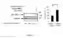 Fig. 08 - SCREENING TARGETS AND COMPOSITIONS AND METHODS FOR TREATMENT OF CILIOPATHY DISORDERS