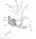 Fig. 01 - Simulated dissectible tissue