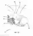 Fig. 06 - Simulated dissectible tissue