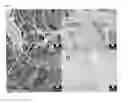 Fig. 06 - Method of infusing fibrous substrate with conductive organic particles and conductive polymer; and conductive fibrous substrates prepared therefrom