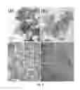 Fig. 03 - Boron nitride and method of producing boron nitride