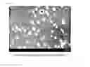 Fig. 04 - Nitrogen-containing carbon material and process for producing nitrogen-containing carbon material, and slurry, ink, and electrode for fuel cell