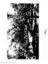 Fig. 02 - Apple Tree Named 'Mondaju'