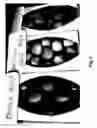 Fig. 04 - Apple tree named 'Berica'