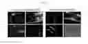 Fig. 03 - Method for manufacturing transgenic caenorhabditis elegans with DNA methyltransferase and use thereof
