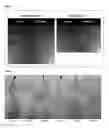 Fig. 05 - Agricultural endophyte-plant compositions, and methods of use