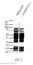 Fig. 06 - Materials and methods for improving immune responses and skin and/or mucosal barrier functions