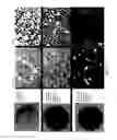 Fig. 11 - Materials and methods for improving immune responses and skin and/or mucosal barrier functions