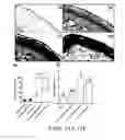 Fig. 13 - Materials and methods for improving immune responses and skin and/or mucosal barrier functions