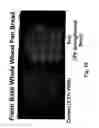 Fig. 10 - Heat-Treated Flour