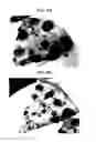 Fig. 10 - Plant-based egg substitute compositions