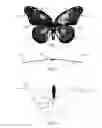 Fig. 02 - Butterfly bowtie