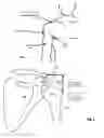 Fig. 02 - Device for enabling placement of intra-osseous infusion tools in the upper extremity