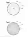 Fig. 07 - Soft filled prosthesis shell with variable texture