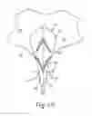 Fig. 09 - Absorbent article having a functional enhancement indicator