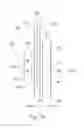 Fig. 07 - Absorbent Articles With Elastics In Multiple Layers
