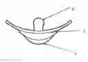 Fig. 01 - Lullaby Pacifier