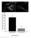 Fig. 08 - Stabilization of alcohol intoxication-induced cardiovascular instability