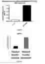 Fig. 10 - Methods and pharmaceutical compositions for the treatment of beta-thalassemias