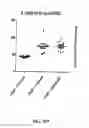 Fig. 35 - Neuroprotective bicyclic compounds and methods for their use in treating autism spectrum disorders and neurodevelopmental disorders