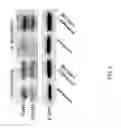 Fig. 06 - Use of negative modulators of GABA receptors containing alpha5 subunits as fast acting antidepressants