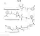 Fig. 09 - METHODS FOR SCREENING ANTIMICROBIAL AND ANTIVIRAL COMPOUNDS AND USES THEREOF