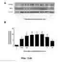Fig. 08 - METHODS OF TREATING GLAUCOMA USING AMP-ACTIVATED PROTEIN KINASE (AMPK) ACTIVATORS