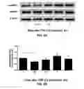 Fig. 09 - METHODS OF TREATING GLAUCOMA USING AMP-ACTIVATED PROTEIN KINASE (AMPK) ACTIVATORS