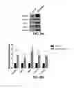 Fig. 10 - METHODS OF TREATING GLAUCOMA USING AMP-ACTIVATED PROTEIN KINASE (AMPK) ACTIVATORS