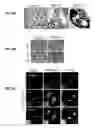 Fig. 09 - PROCESS FOR THE IDENTIFICATION OF COMPOUNDS FOR TREATING CANCER